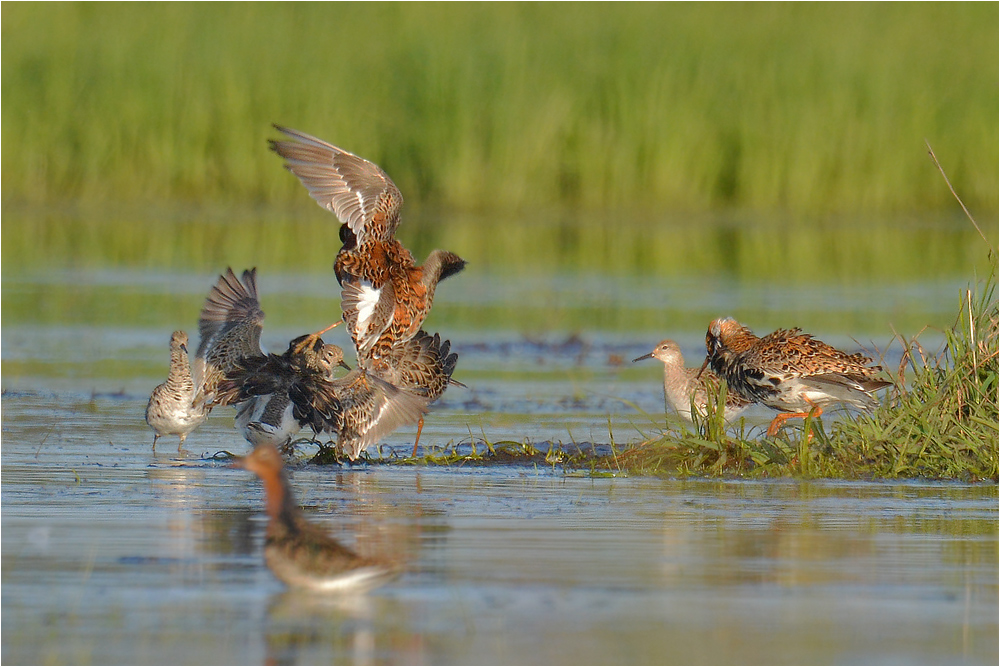 Ruff - Kampfläufer - Philomachus pugnax