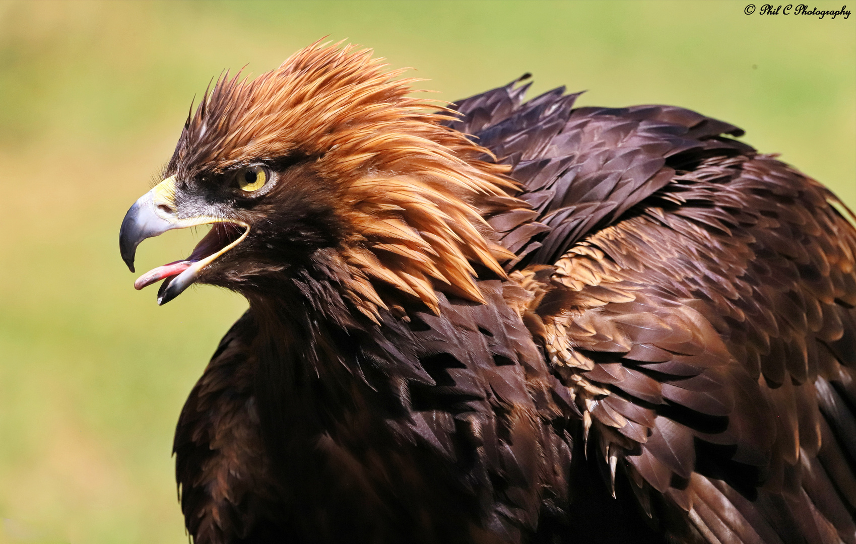 Ruffled Adonis