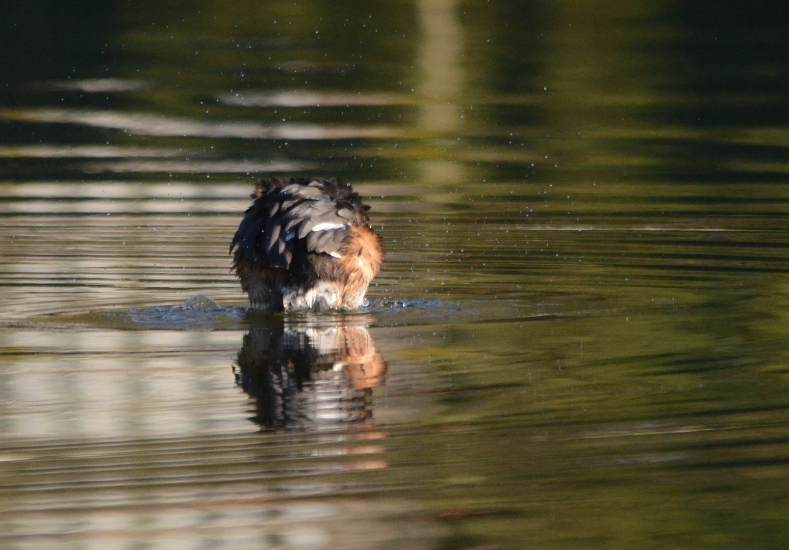 Ruffled Feathers