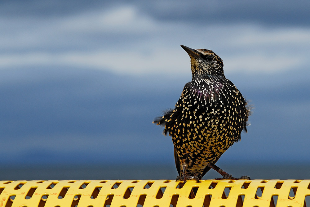 Ruffled feathers - Gut gefedert