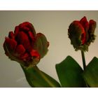 Ruffled Tulip 2