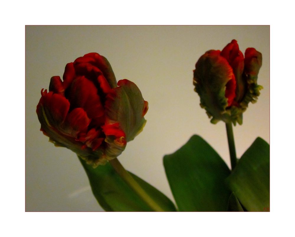 Ruffled Tulip 2