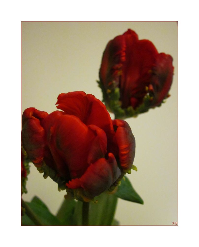 Ruffled Tulip 3