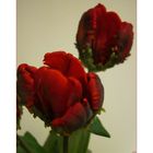 Ruffled Tulip 3