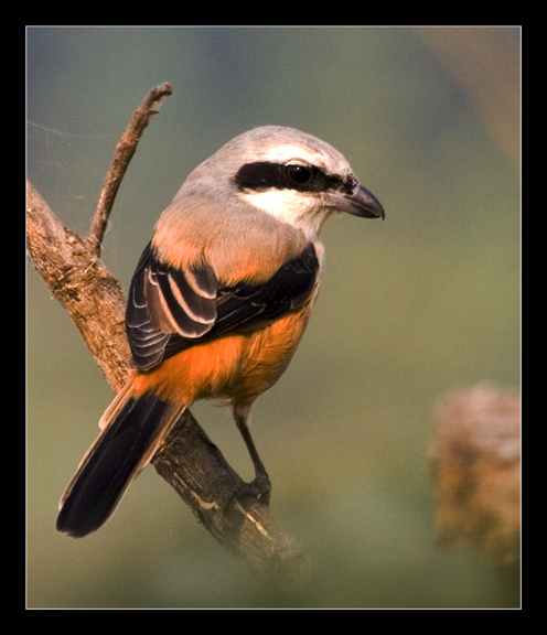 Rufous-Backed Shrike