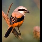 Rufous-Backed Shrike