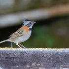 Rufous-collared Sparrow