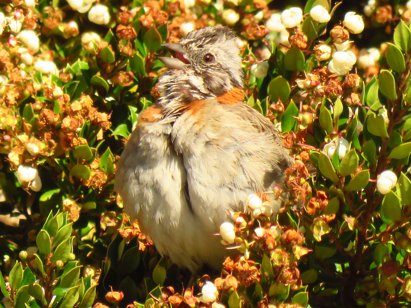 Rufous-collared Sparrow ( Zonotrichia capensis )