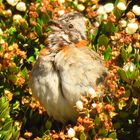 Rufous-collared Sparrow ( Zonotrichia capensis )