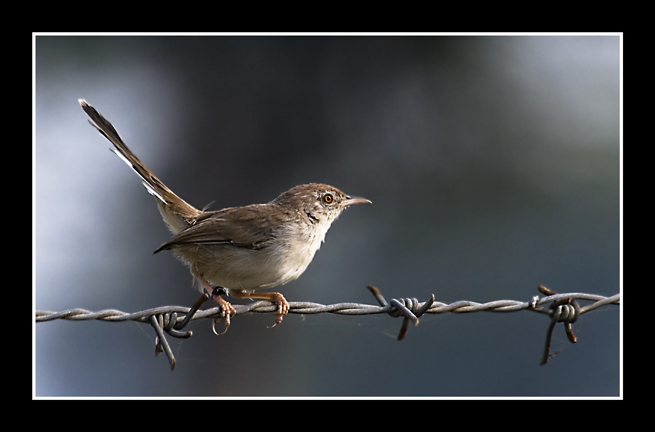 Rufous-fronted Prinia (Prinia buchanani)