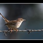 Rufous-fronted Prinia (Prinia buchanani)