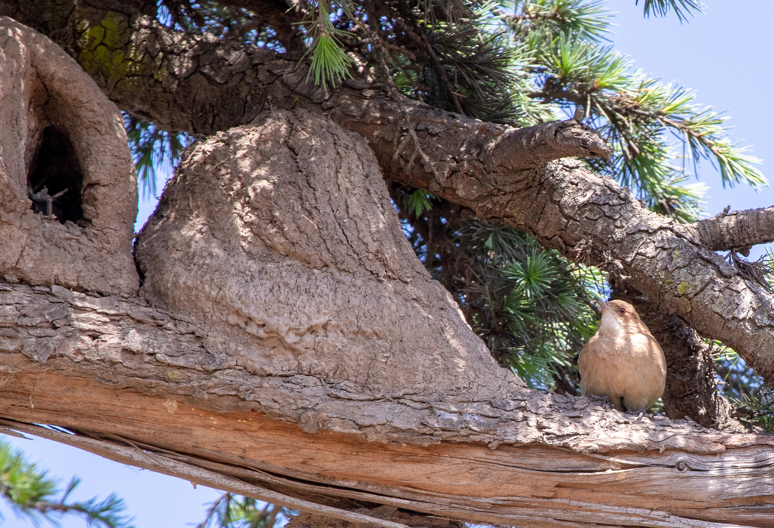 Rufous hornero and nest