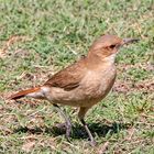 Rufous hornero