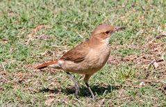 Rufous hornero