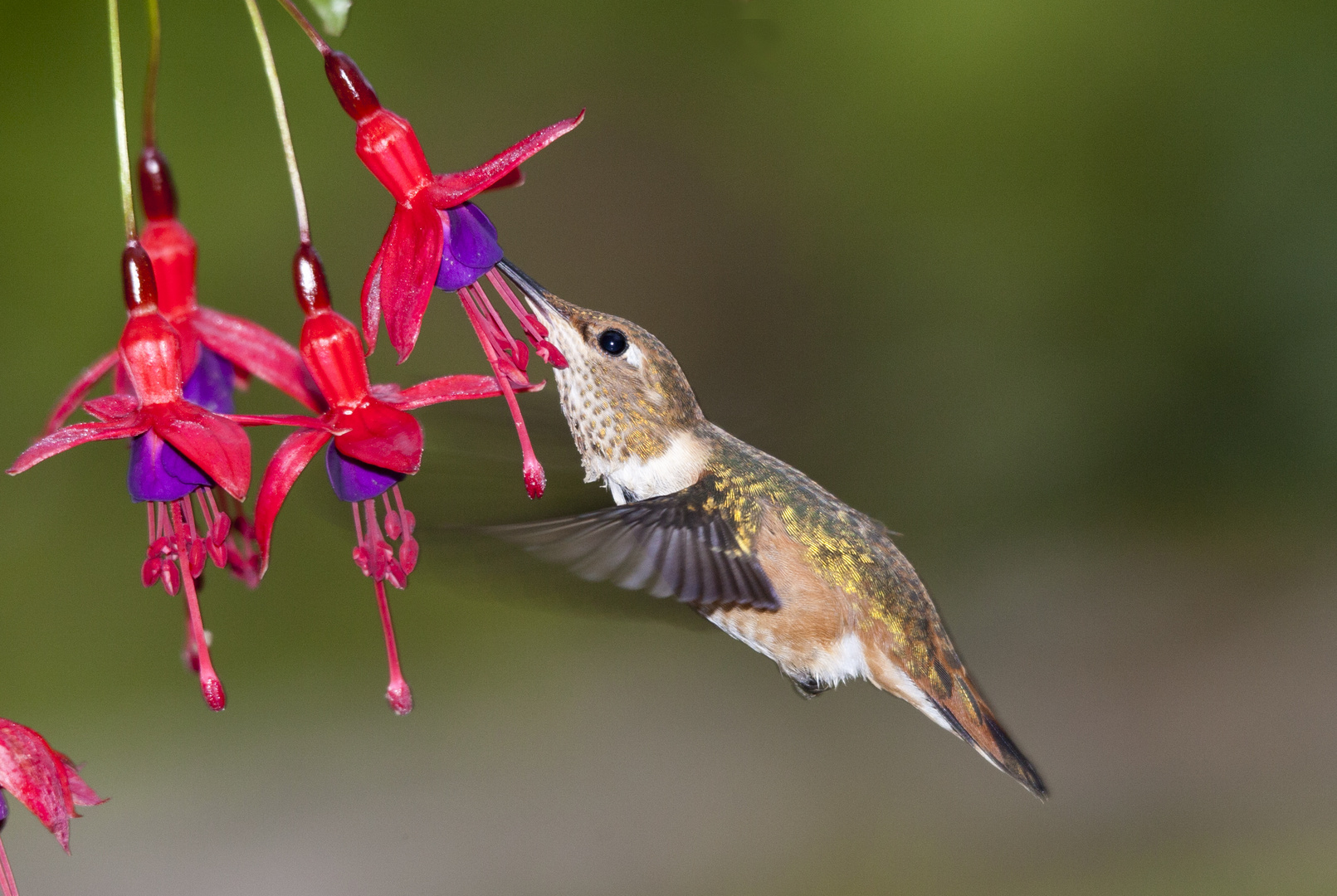 Rufous Hummingbird 2