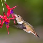 Rufous Hummingbird 2