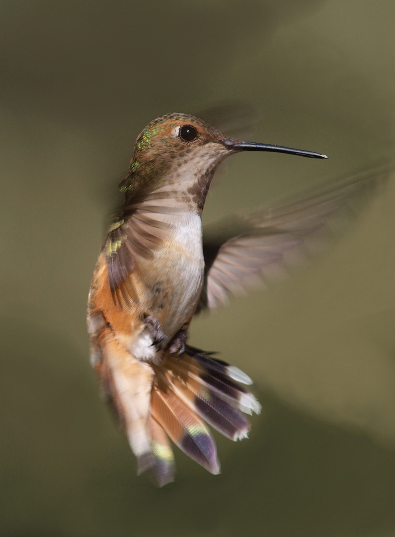 Rufous Hummingbird