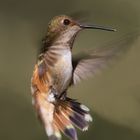 Rufous Hummingbird