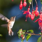 Rufous Hummingbird