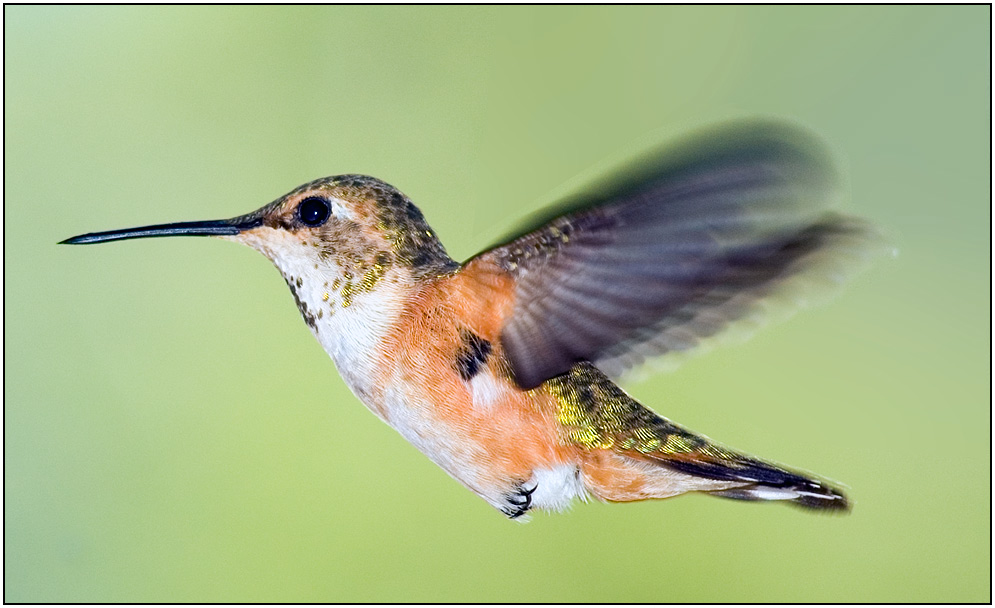 Rufous Hummingbird