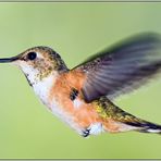 Rufous Hummingbird