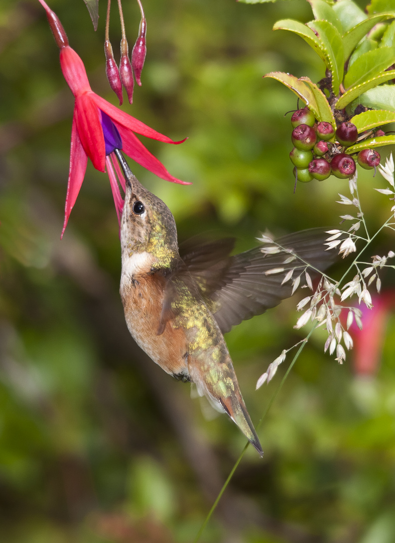 rufous hummingbird