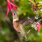 rufous hummingbird