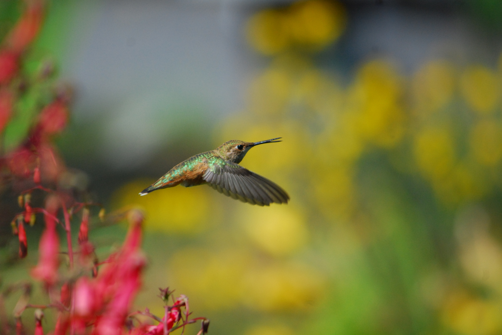 Rufous Hummingbird