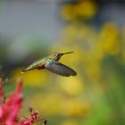 Rufous Hummingbird