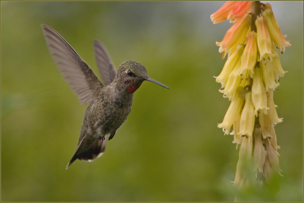 Rufous Hummingbird - Leichtathlet…