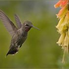 Rufous Hummingbird - Leichtathlet…