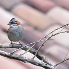 Rufous-Kragen Spatz 