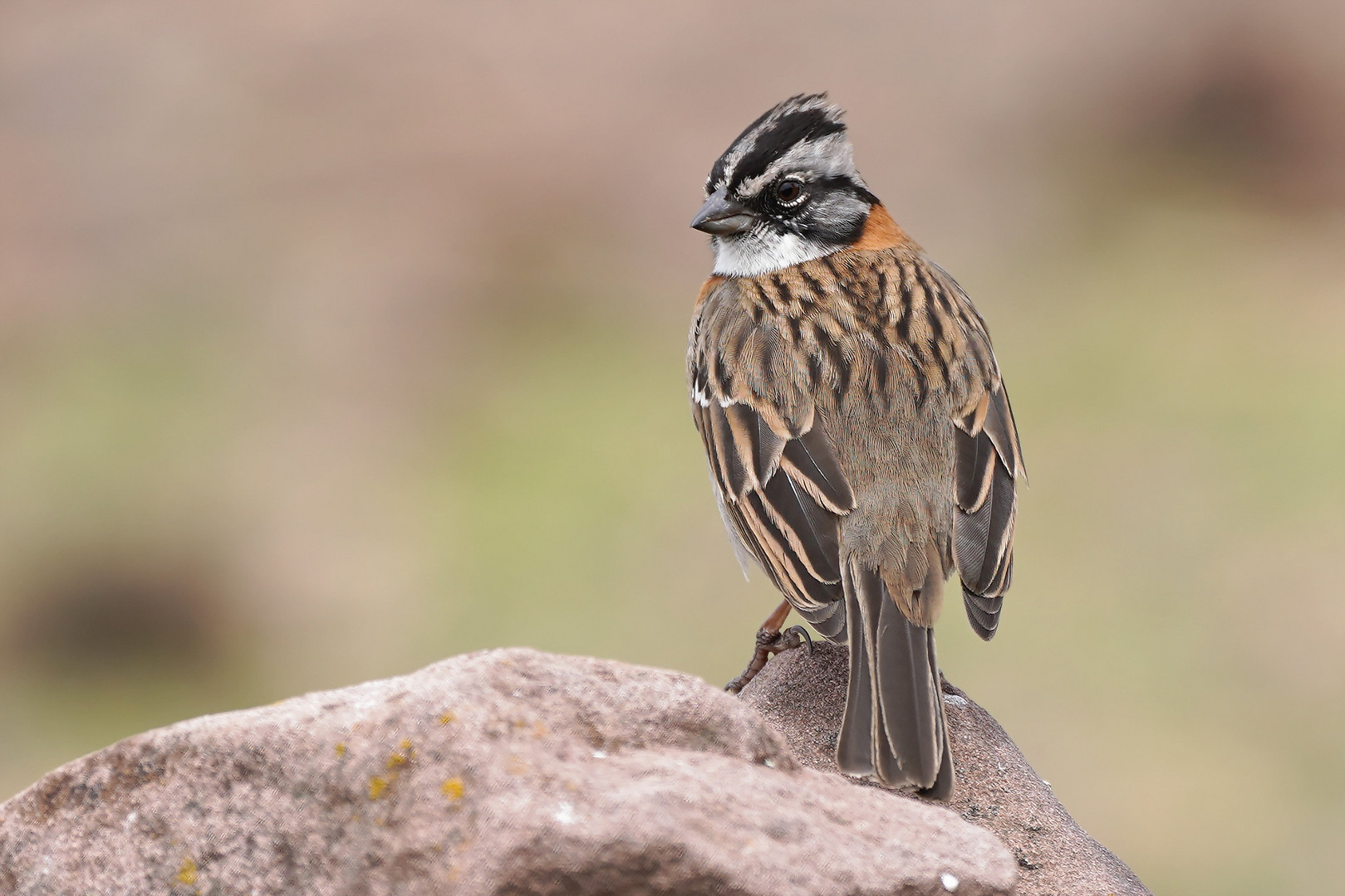 Rufous-Kragen Spatz