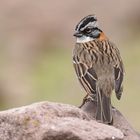 Rufous-Kragen Spatz