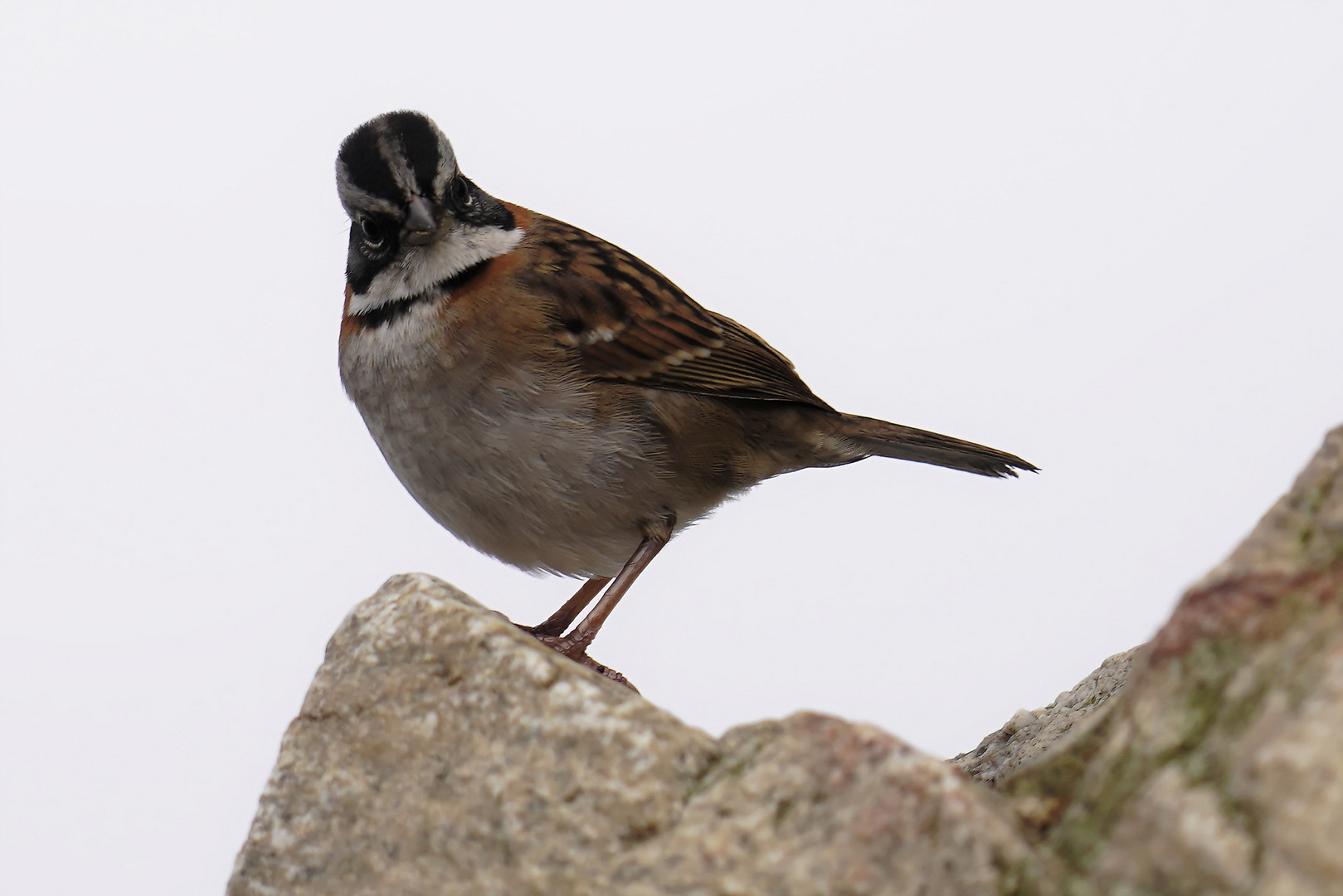 Rufous-Kragen Spatz 