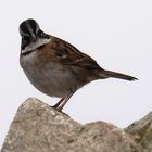 Rufous-Kragen Spatz 