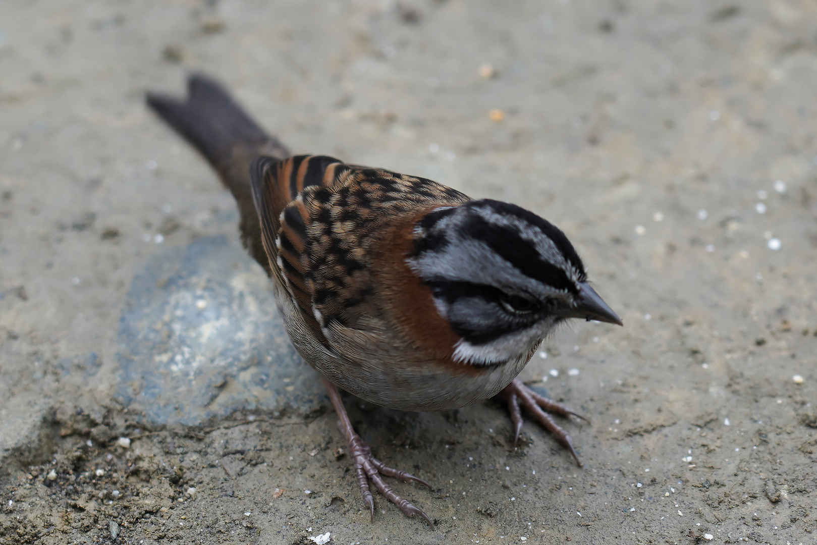 Rufous-Kragen Spatz 