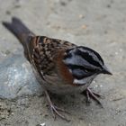 Rufous-Kragen Spatz 