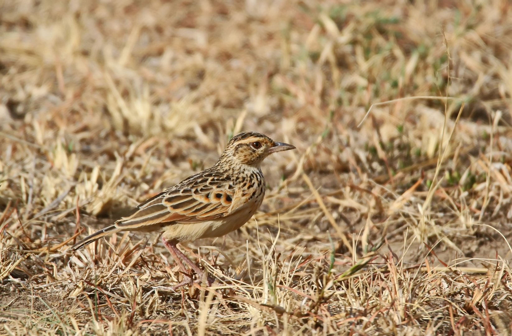 Rufous-naped lark