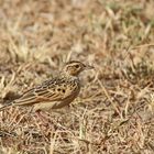 Rufous-naped lark