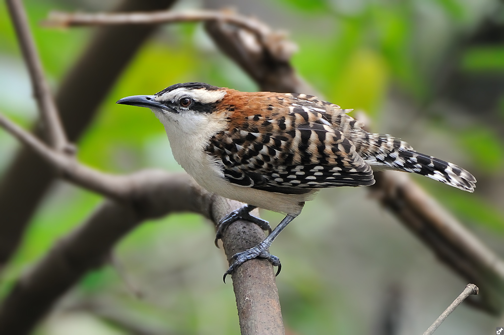 Rufous-naped Wren