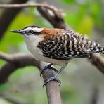 Rufous-naped Wren