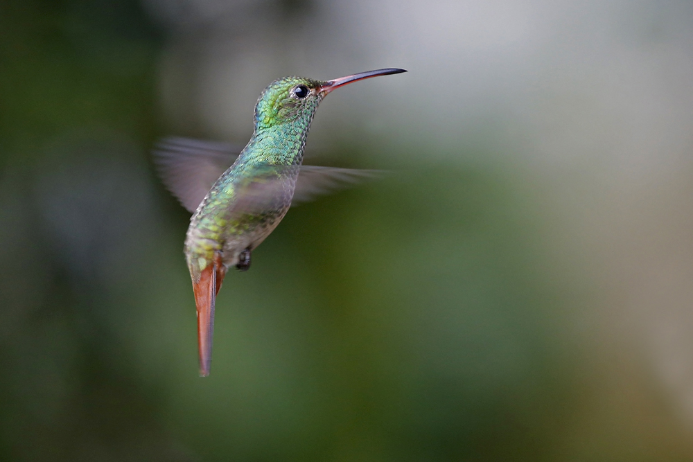  Rufous-tailed Hummingbird 