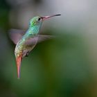  Rufous-tailed Hummingbird 