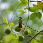 rufous-tailed hummingbird