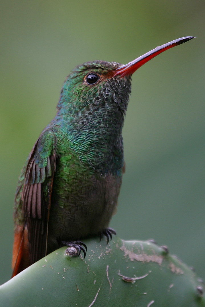 Rufous-tailed Hummingbird oder Braunschwanzamazilie (Amazilia tzacatl)