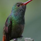 Rufous-tailed Hummingbird oder Braunschwanzamazilie (Amazilia tzacatl)