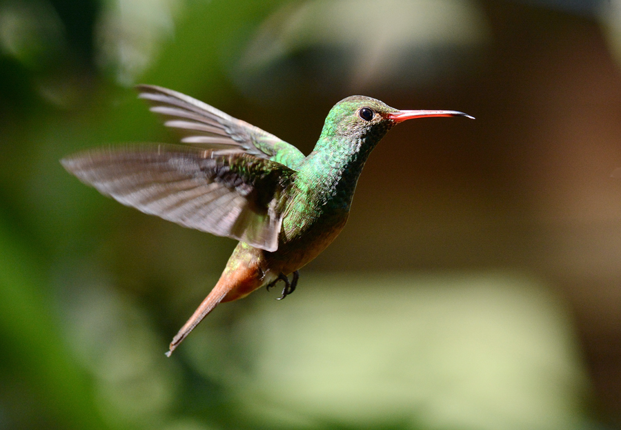 Rufous-tailed Hummingbird/Braunschwanzamazilie/Amazilia tzacatl