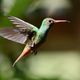 Rufous-tailed Hummingbird/Braunschwanzamazilie/Amazilia tzacatl
