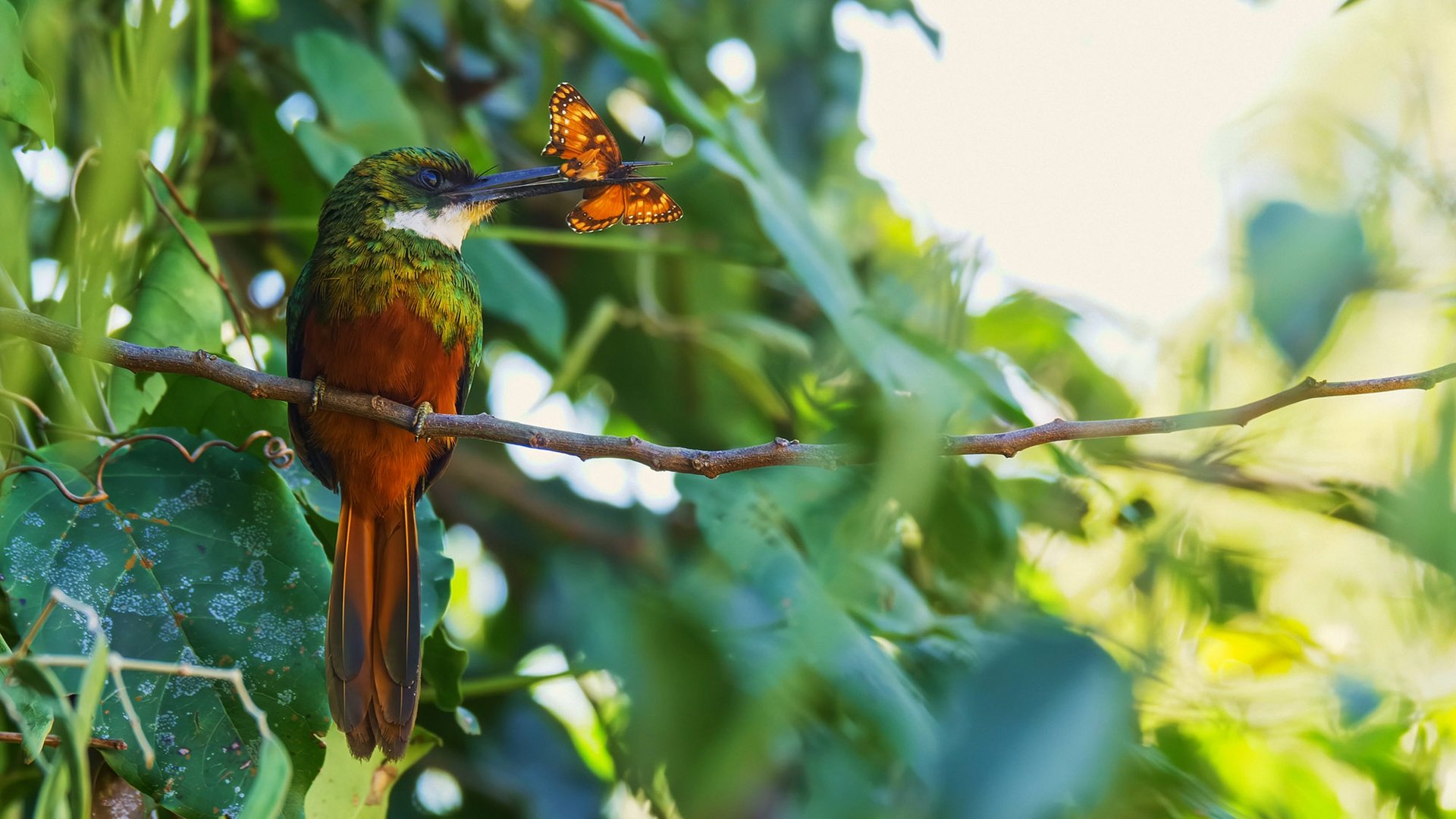 Rufous-tailed Jacamar